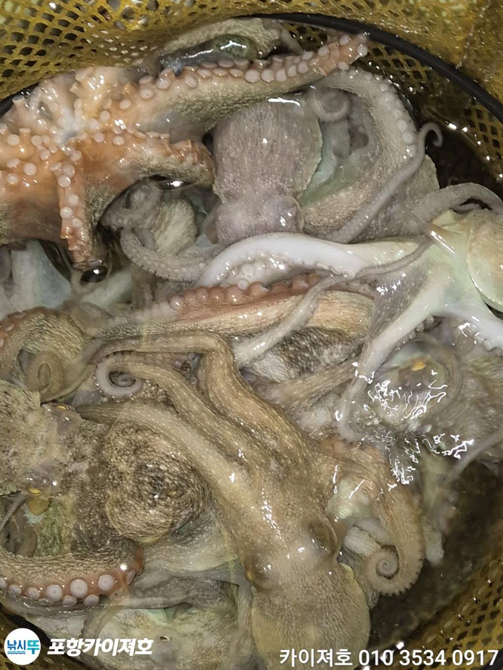 낚시뚜,기타 (직접입력),영일만항,포항카이져호,낚시뚜45