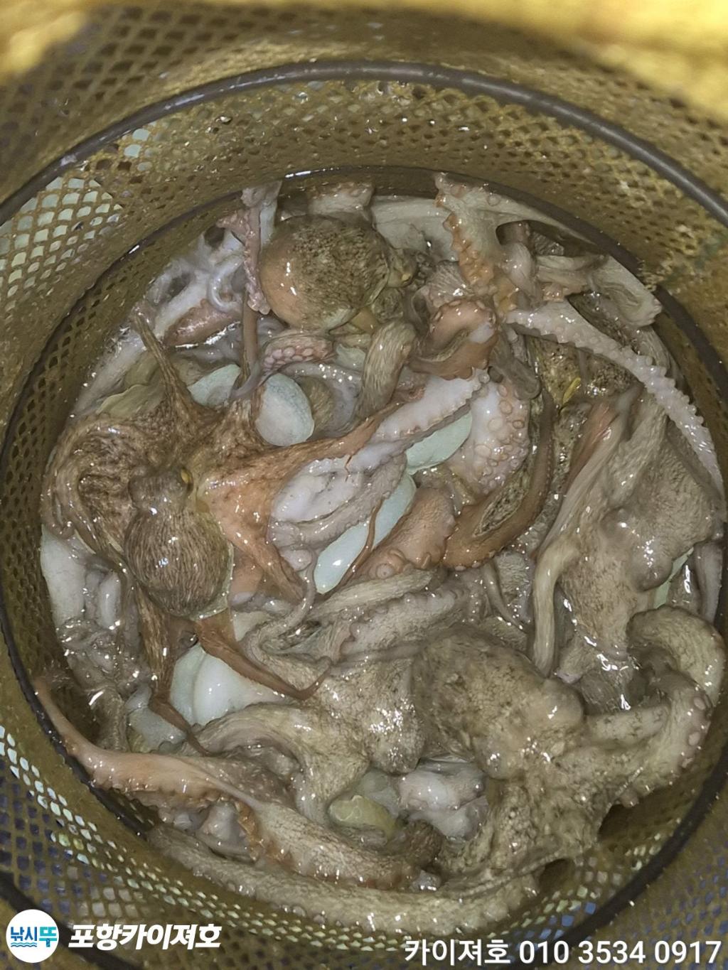 낚시뚜,기타 (직접입력),영일만항,포항카이져호,낚시뚜35
