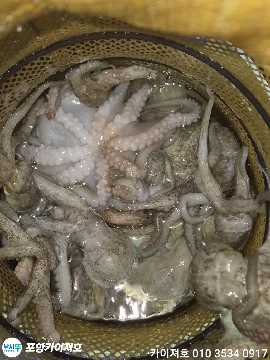낚시뚜,기타 (직접입력),영일만항,포항카이져호,낚시뚜32