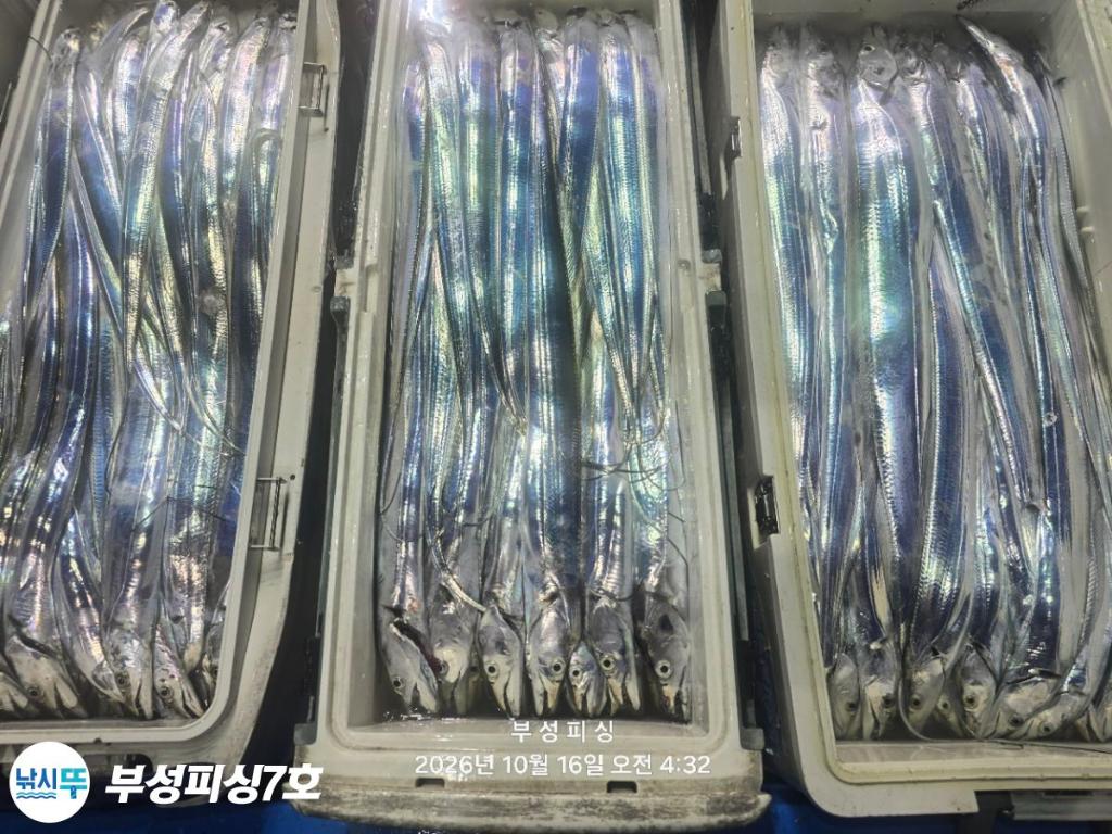 낚시뚜,갈치,통영영운리항,부성피싱7호,낚시뚜33