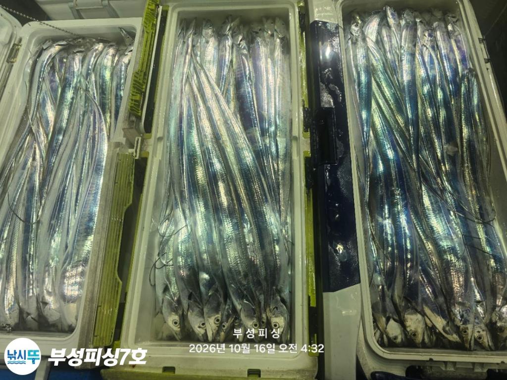 낚시뚜,갈치,통영영운리항,부성피싱7호,낚시뚜32