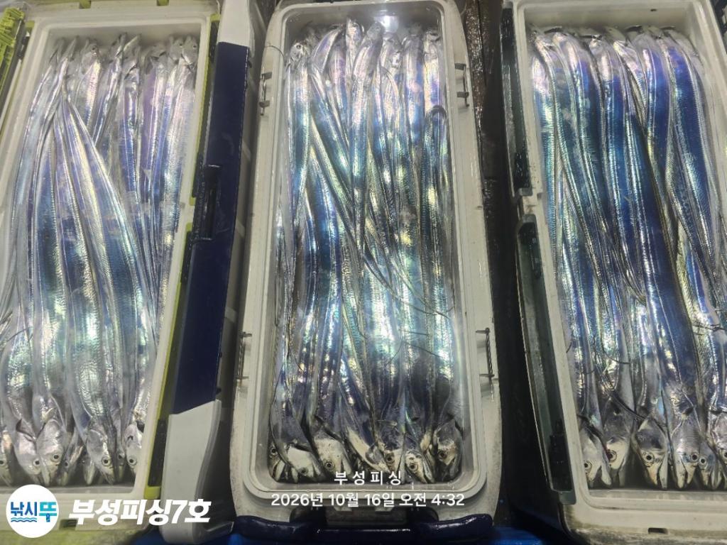 낚시뚜,갈치,통영영운리항,부성피싱7호,낚시뚜31