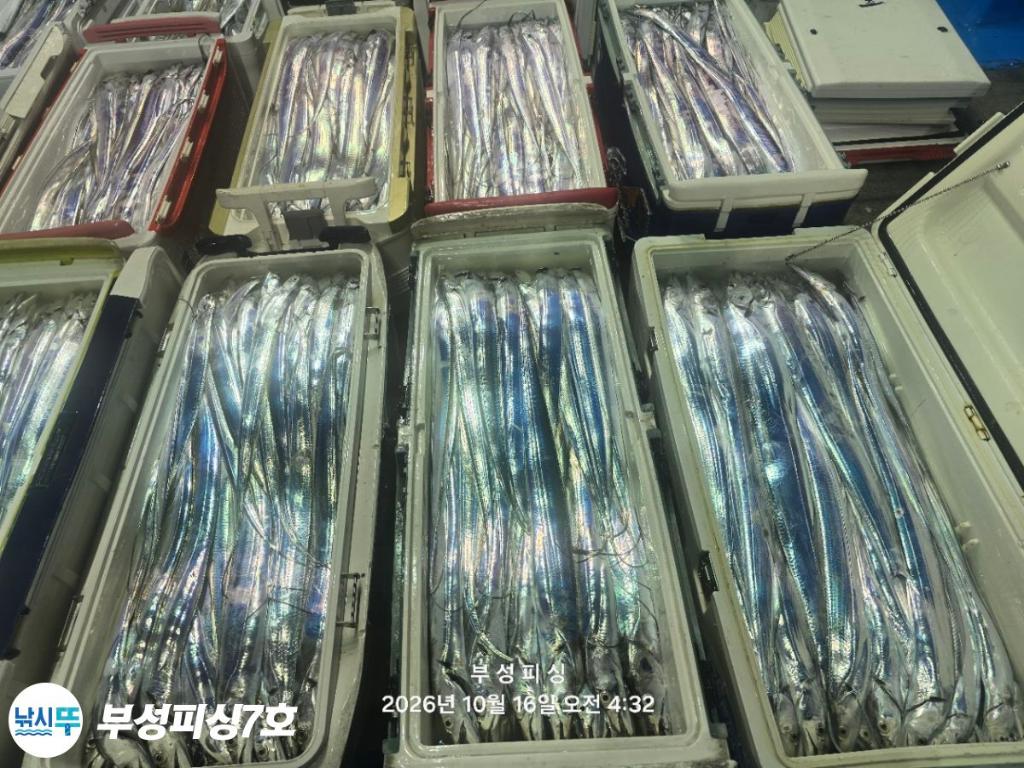 낚시뚜,갈치,통영영운리항,부성피싱7호,낚시뚜30
