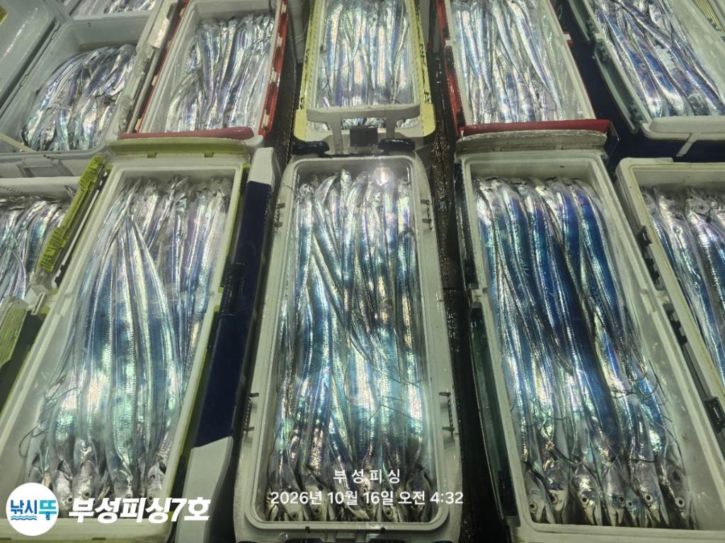 낚시뚜,갈치,통영영운리항,부성피싱7호,낚시뚜29