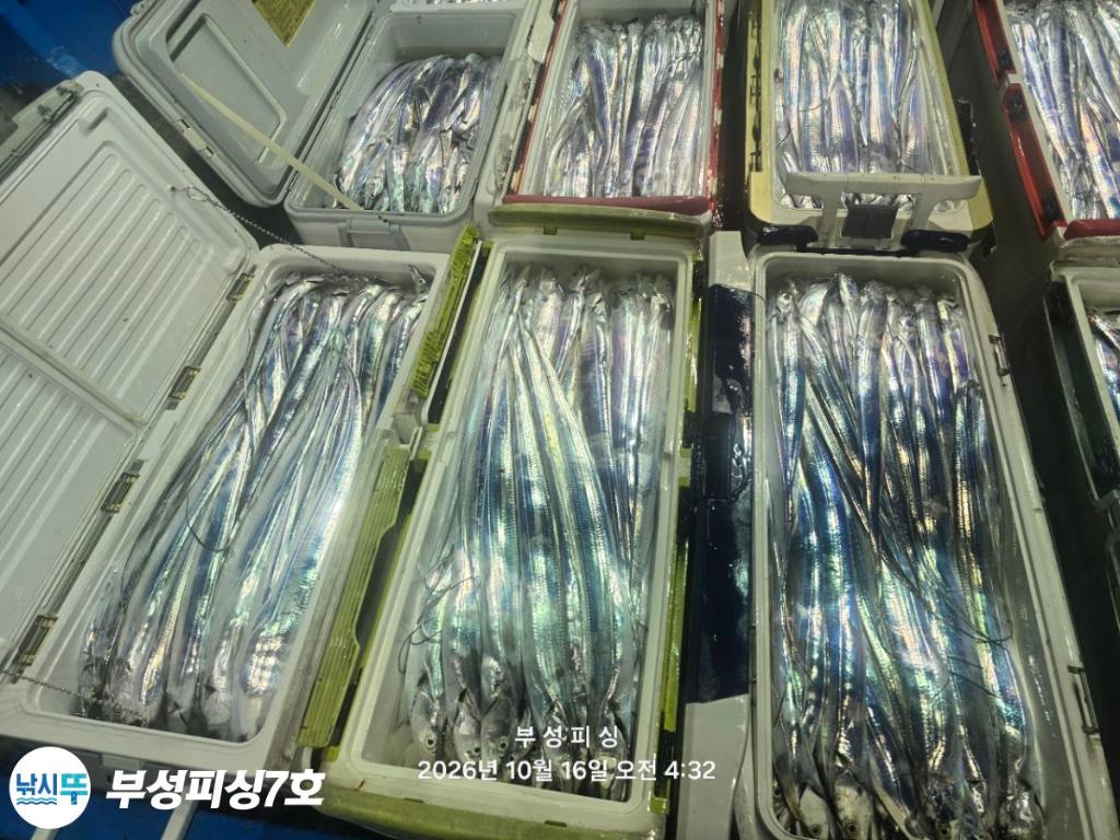낚시뚜,갈치,통영영운리항,부성피싱7호,낚시뚜28