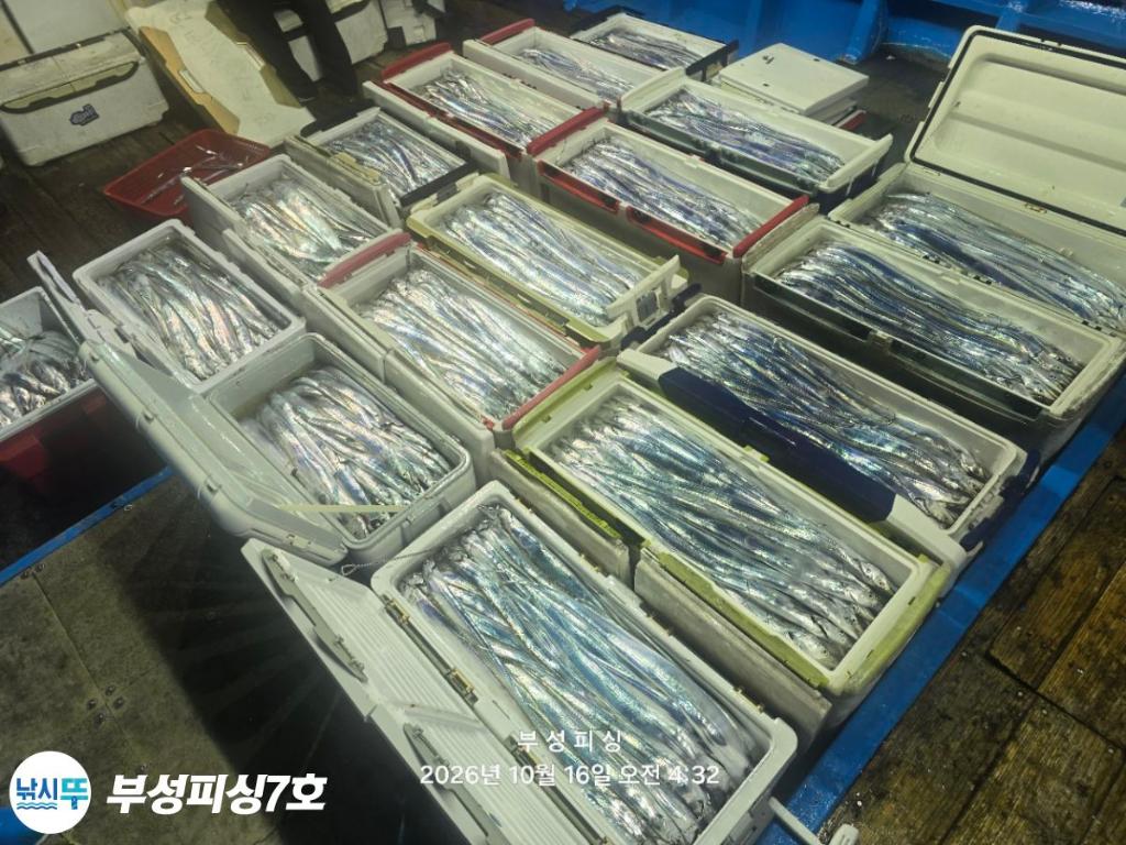 낚시뚜,갈치,통영영운리항,부성피싱7호,낚시뚜25