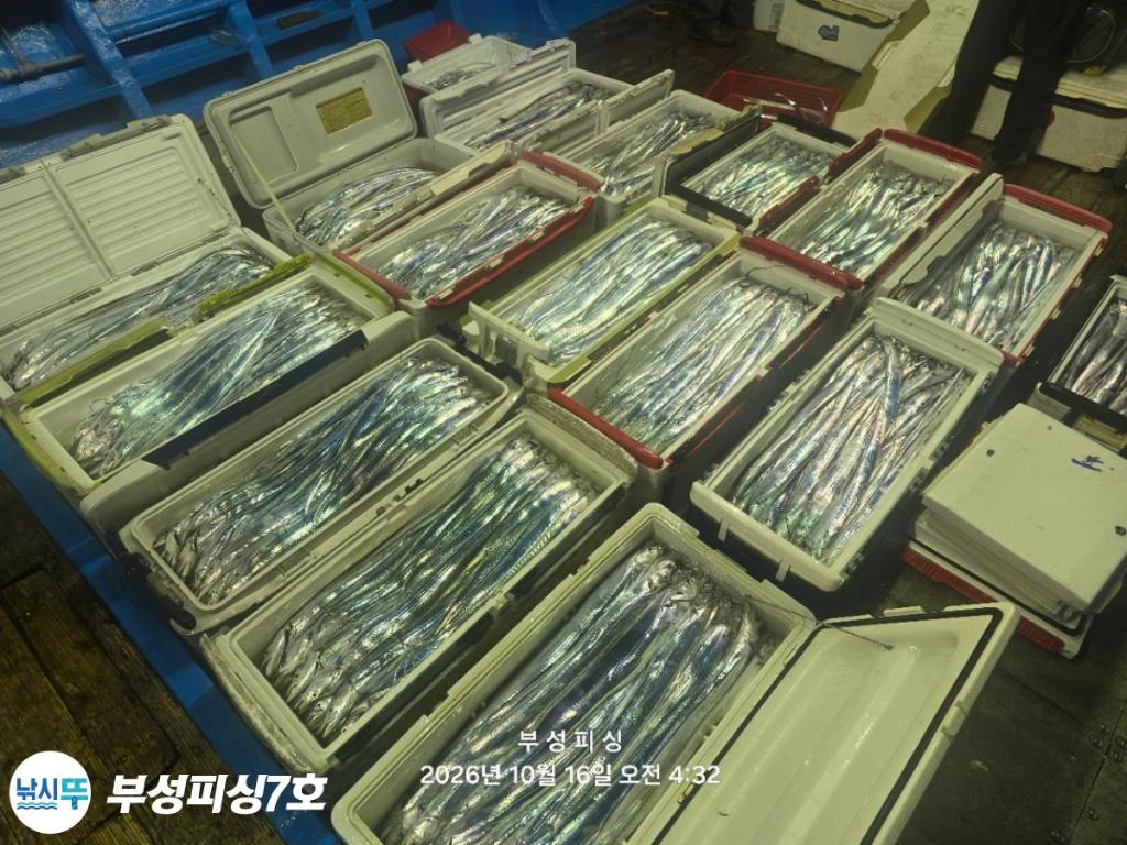 낚시뚜,갈치,통영영운리항,부성피싱7호,낚시뚜26