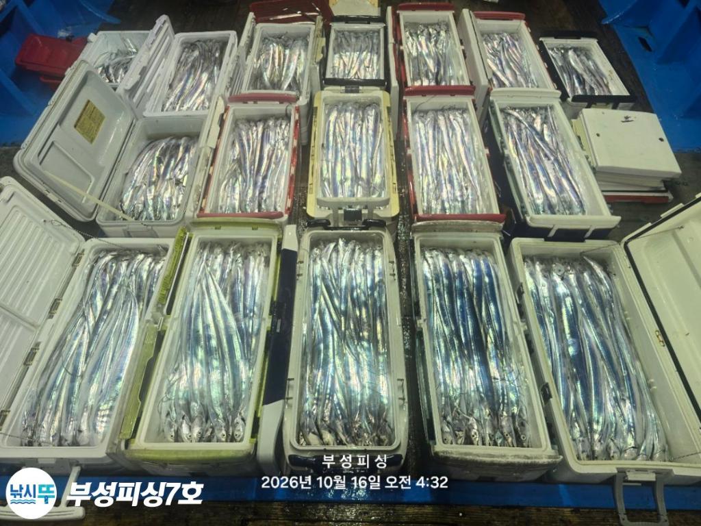 낚시뚜,갈치,통영영운리항,부성피싱7호,낚시뚜22