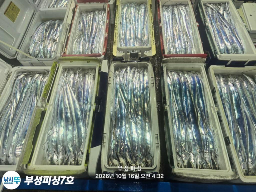 낚시뚜,갈치,통영영운리항,부성피싱7호,낚시뚜23