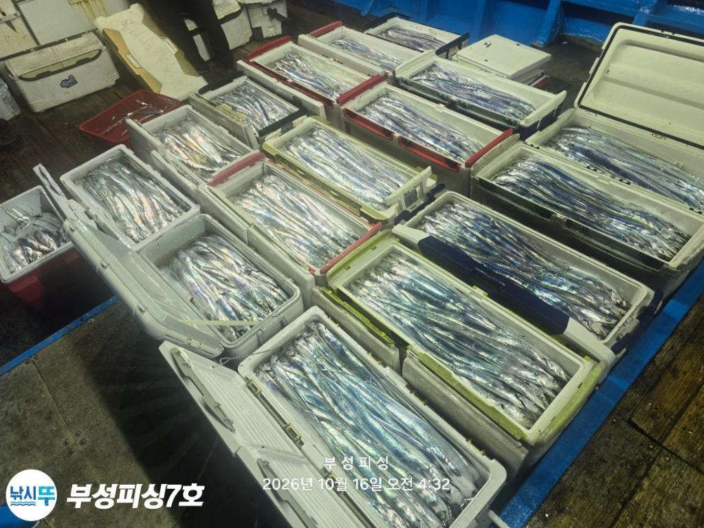 낚시뚜,갈치,통영영운리항,부성피싱7호,낚시뚜24