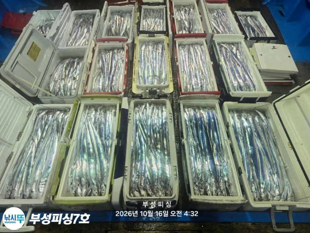 낚시뚜,갈치,통영영운리항,부성피싱7호,낚시뚜21