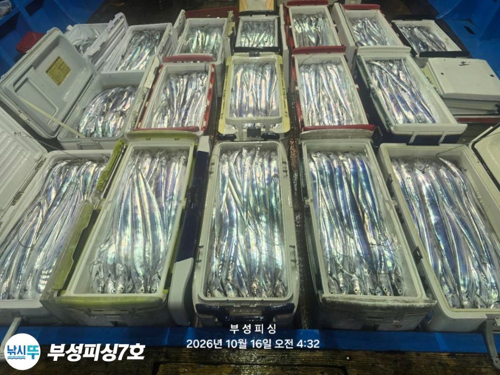낚시뚜,갈치,통영영운리항,부성피싱7호,낚시뚜0