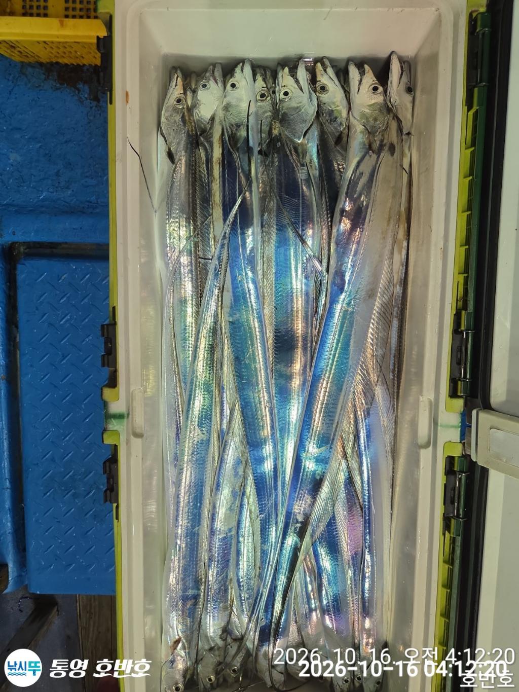 낚시뚜,갈치,통영 신전항,통영호반호,낚시뚜52