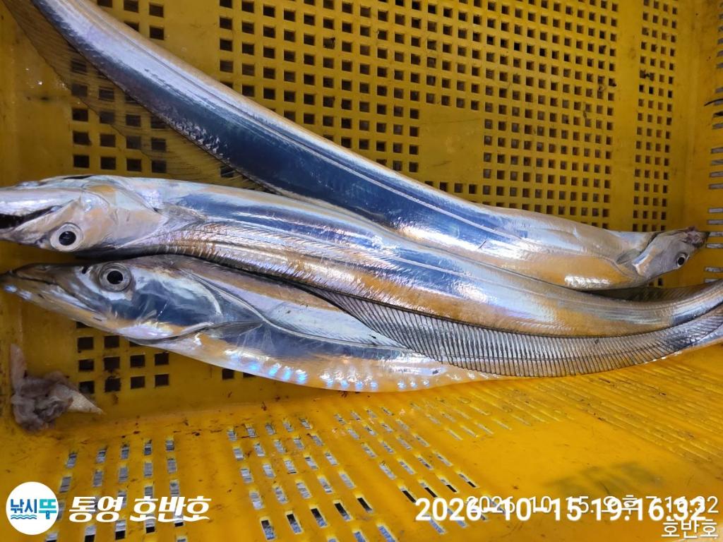 낚시뚜,갈치,통영 신전항,통영호반호,낚시뚜40