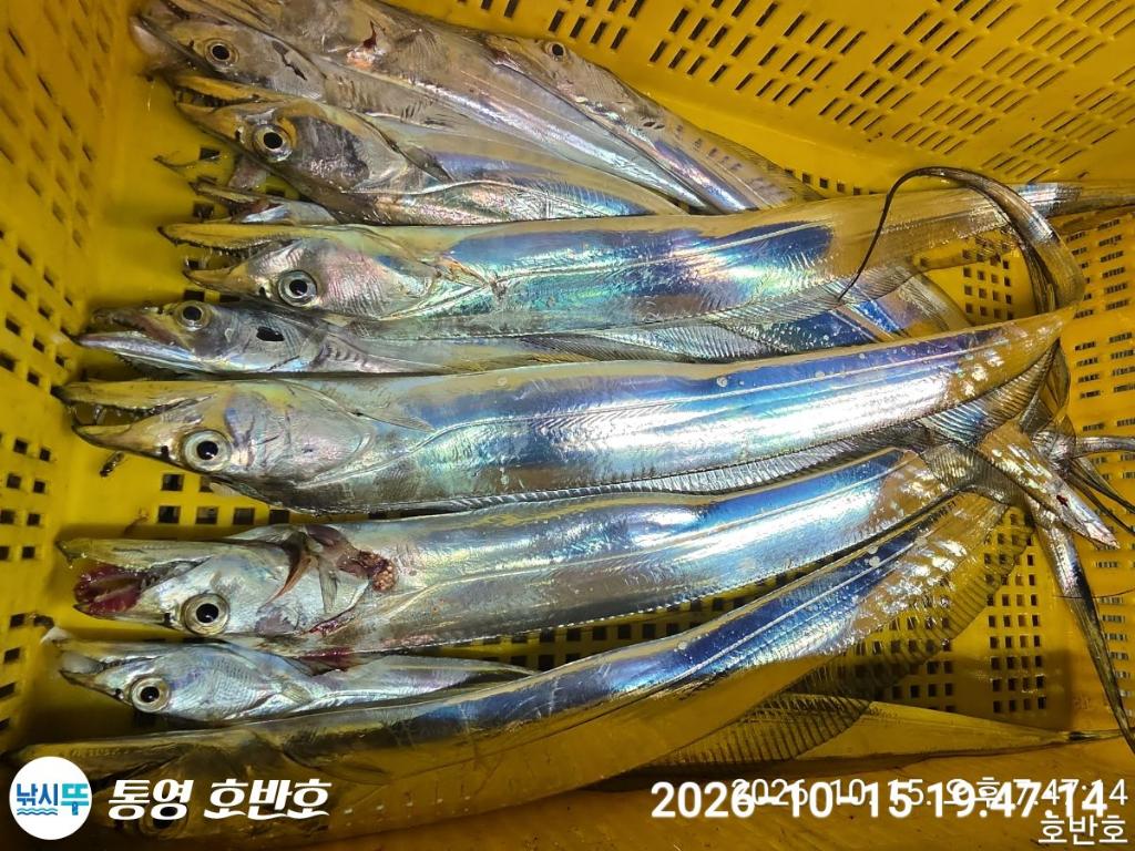 낚시뚜,갈치,통영 신전항,통영호반호,낚시뚜37