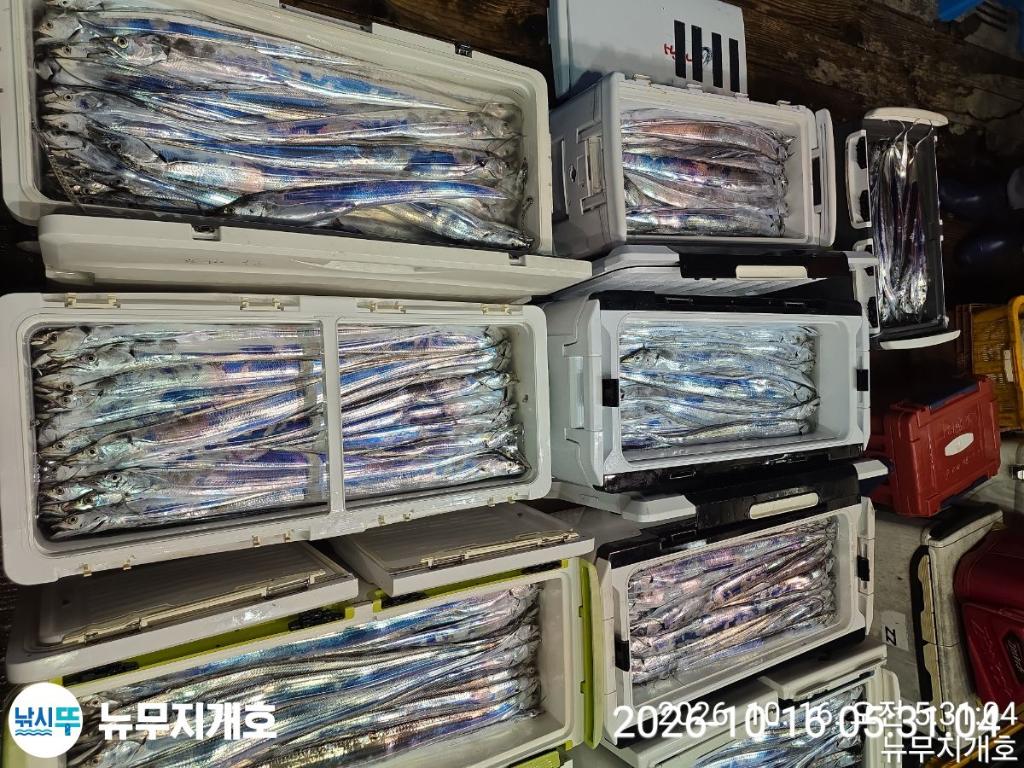 낚시뚜,갈치,통영영운리항,뉴무지개호,낚시뚜18