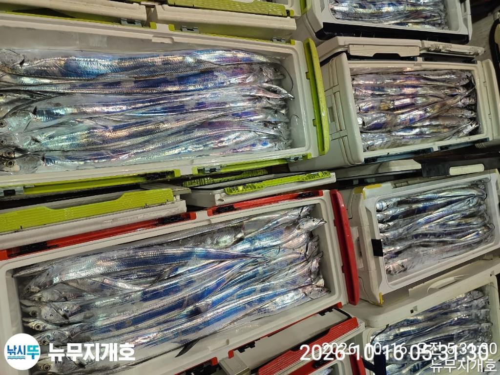낚시뚜,갈치,통영영운리항,뉴무지개호,낚시뚜17
