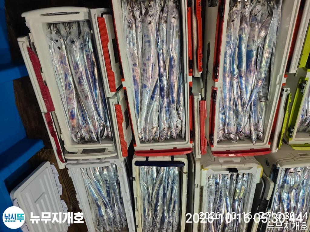 낚시뚜,갈치,통영영운리항,뉴무지개호,낚시뚜16