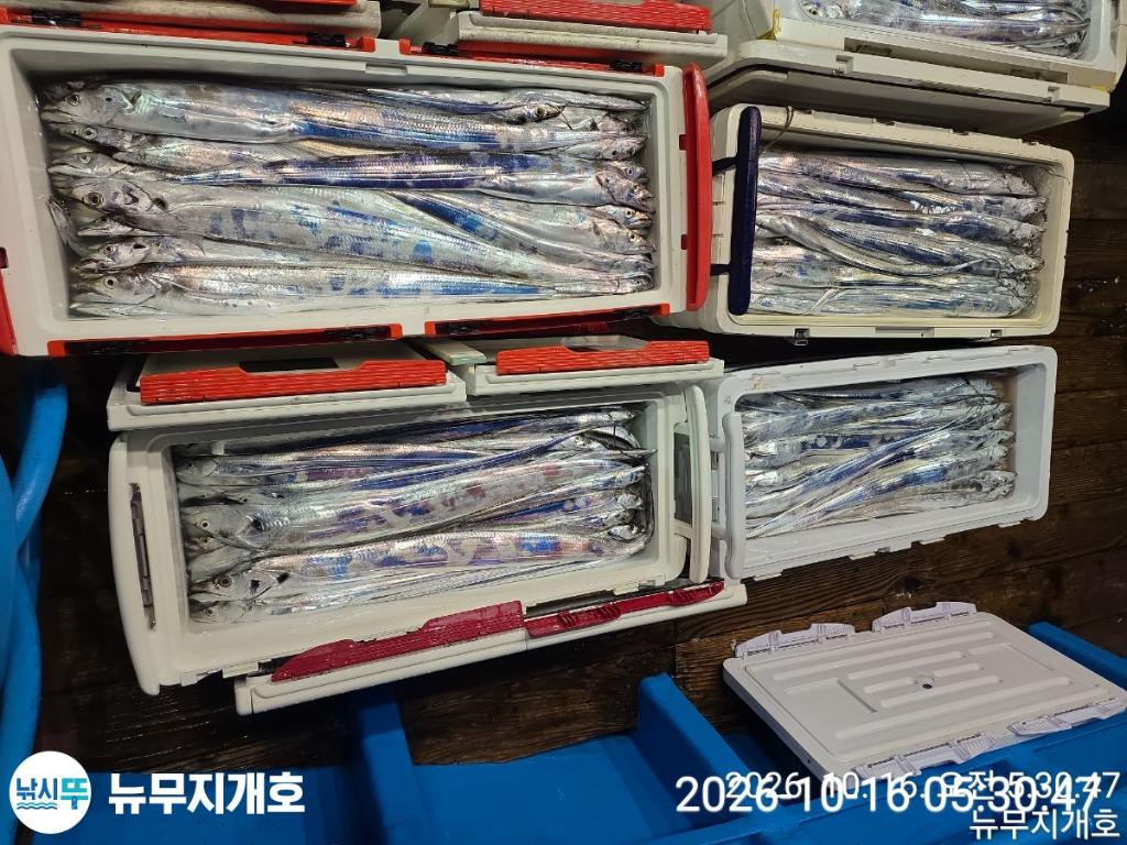 낚시뚜,갈치,통영영운리항,뉴무지개호,낚시뚜14