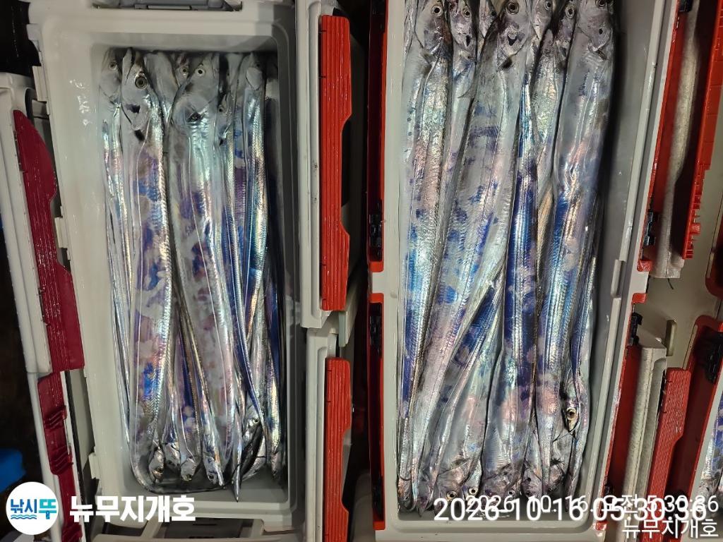 낚시뚜,갈치,통영영운리항,뉴무지개호,낚시뚜13