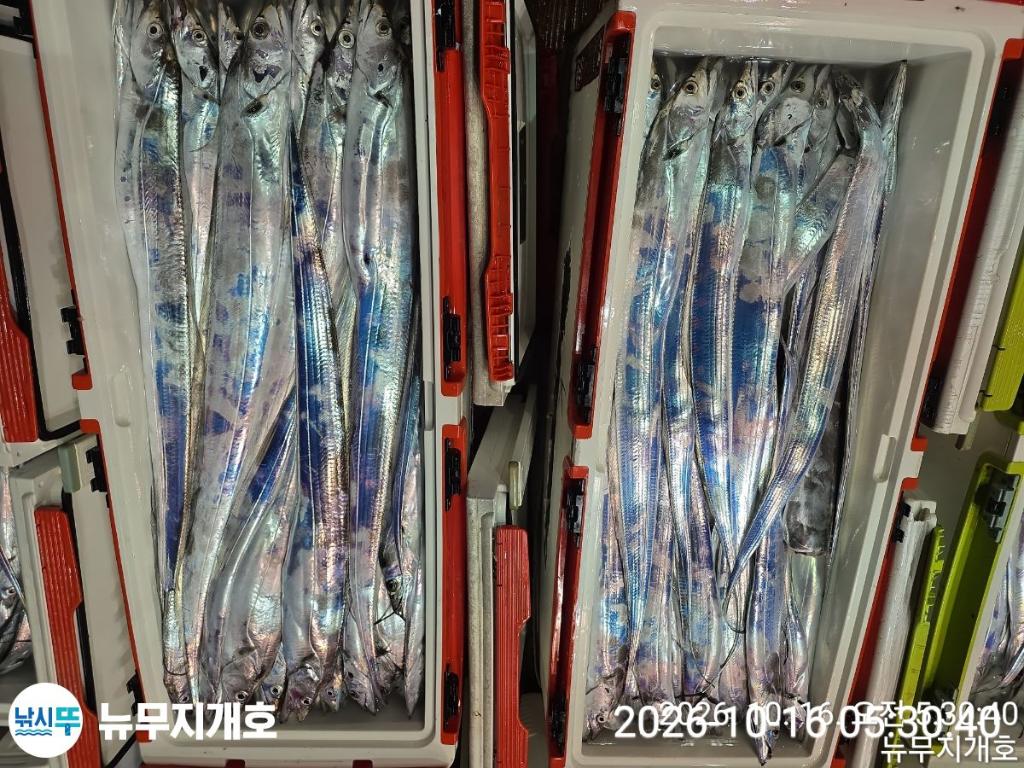 낚시뚜,갈치,통영영운리항,뉴무지개호,낚시뚜12