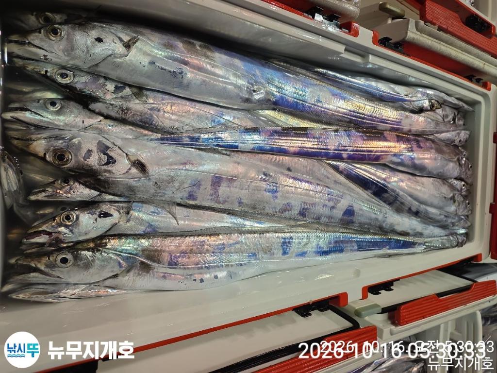 낚시뚜,갈치,통영영운리항,뉴무지개호,낚시뚜11