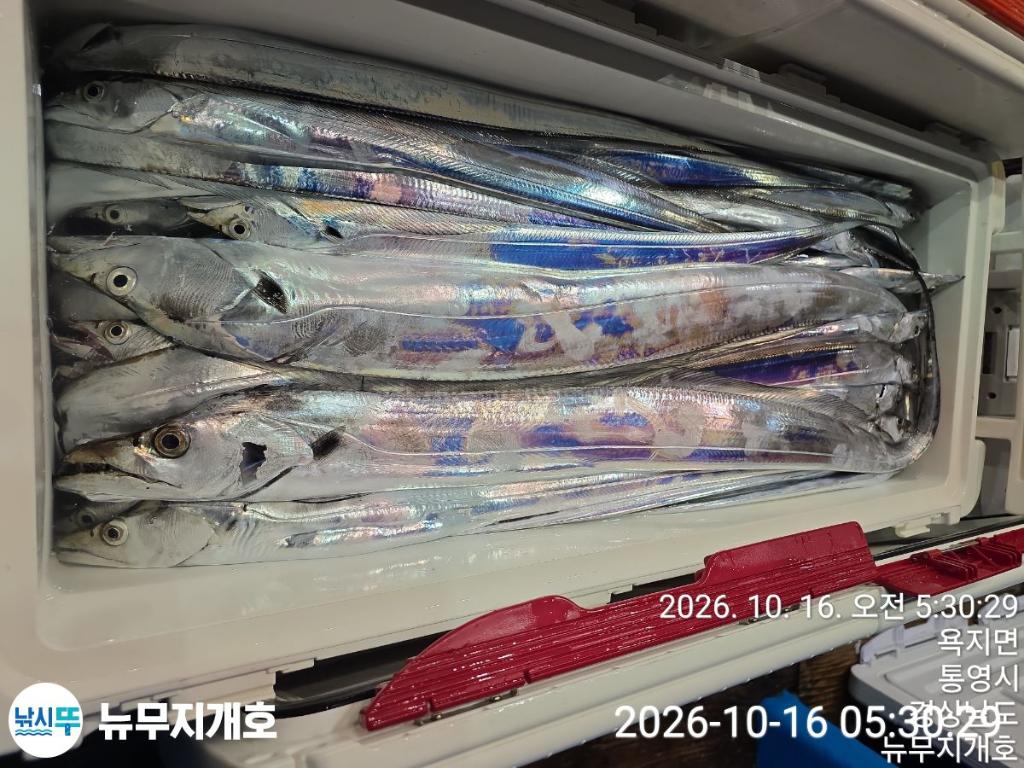 낚시뚜,갈치,통영영운리항,뉴무지개호,낚시뚜10