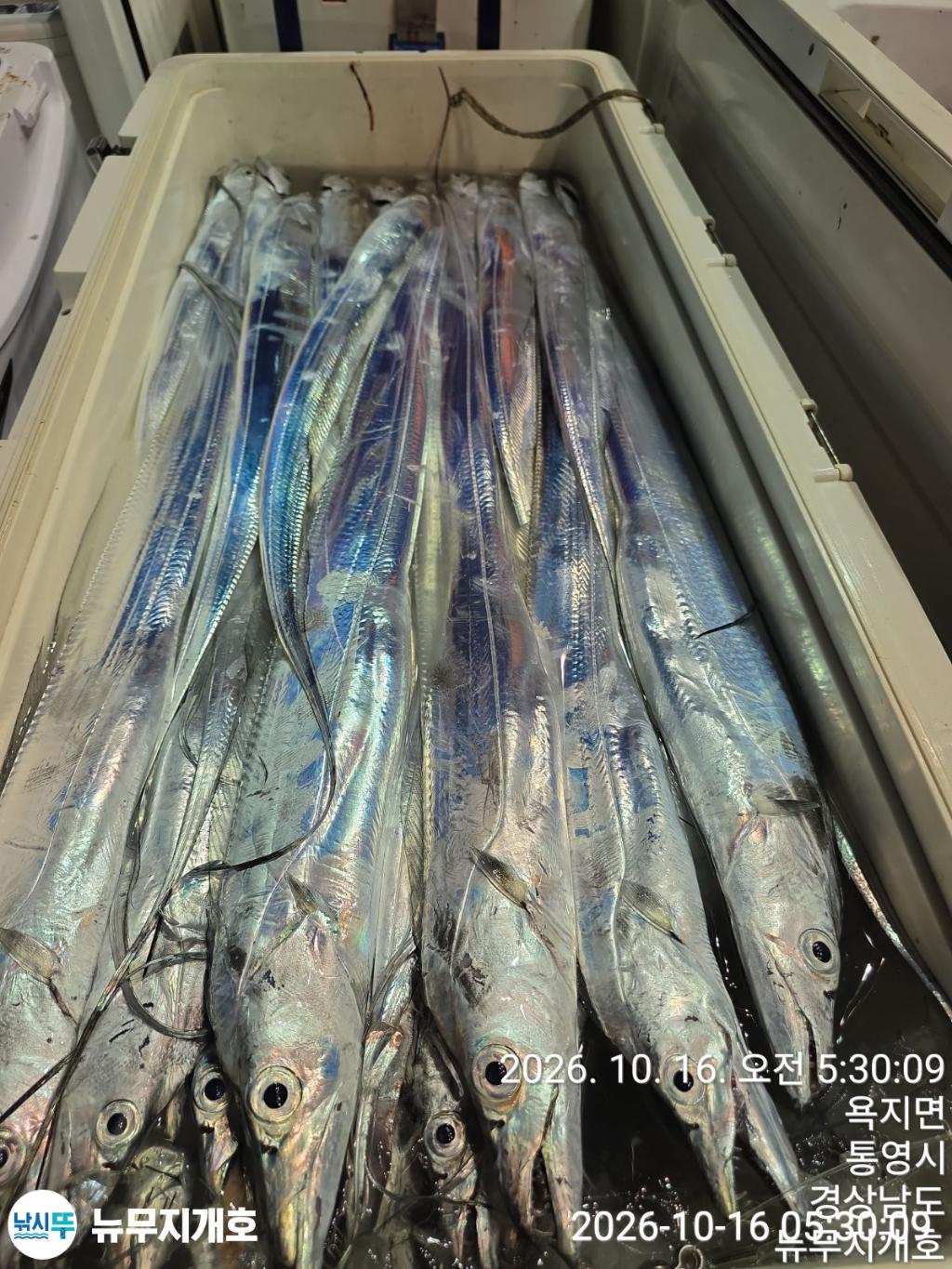 낚시뚜,갈치,통영영운리항,뉴무지개호,낚시뚜9