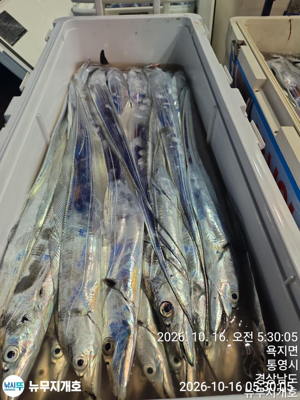 낚시뚜,갈치,통영영운리항,뉴무지개호,낚시뚜8