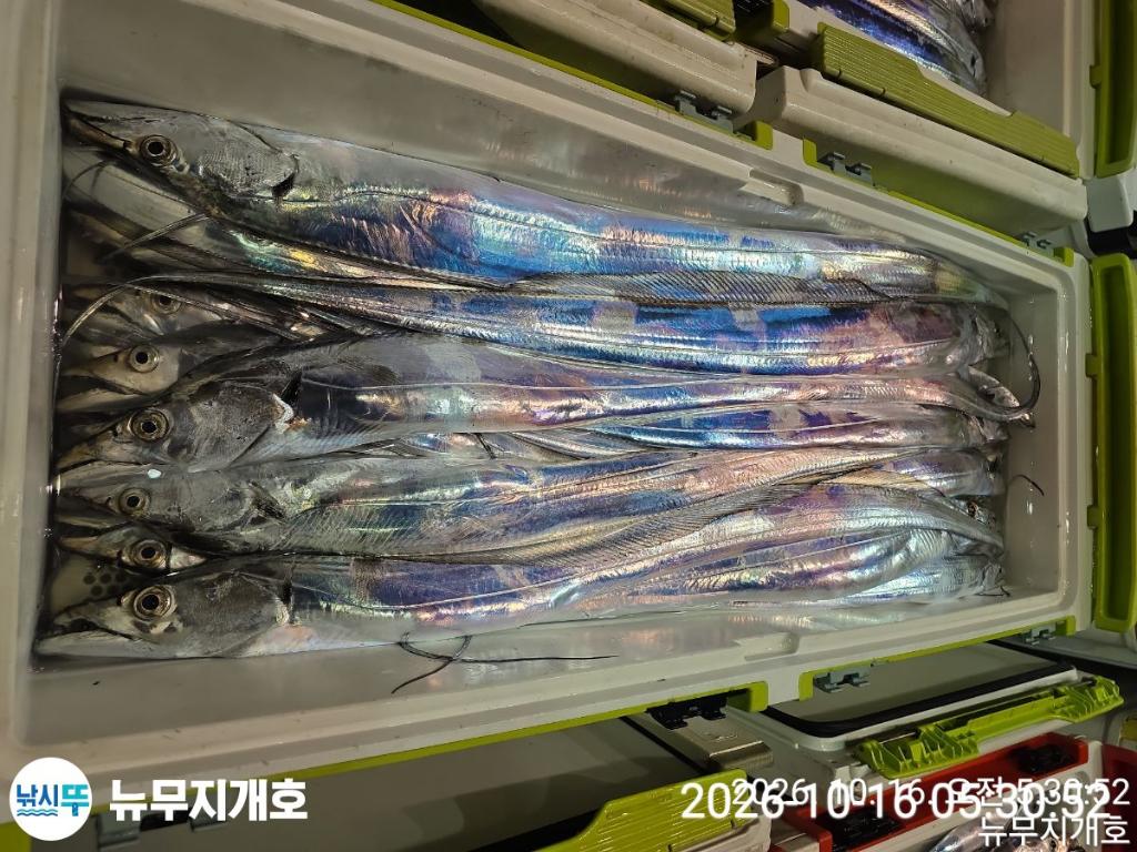 낚시뚜,갈치,통영영운리항,뉴무지개호,낚시뚜6