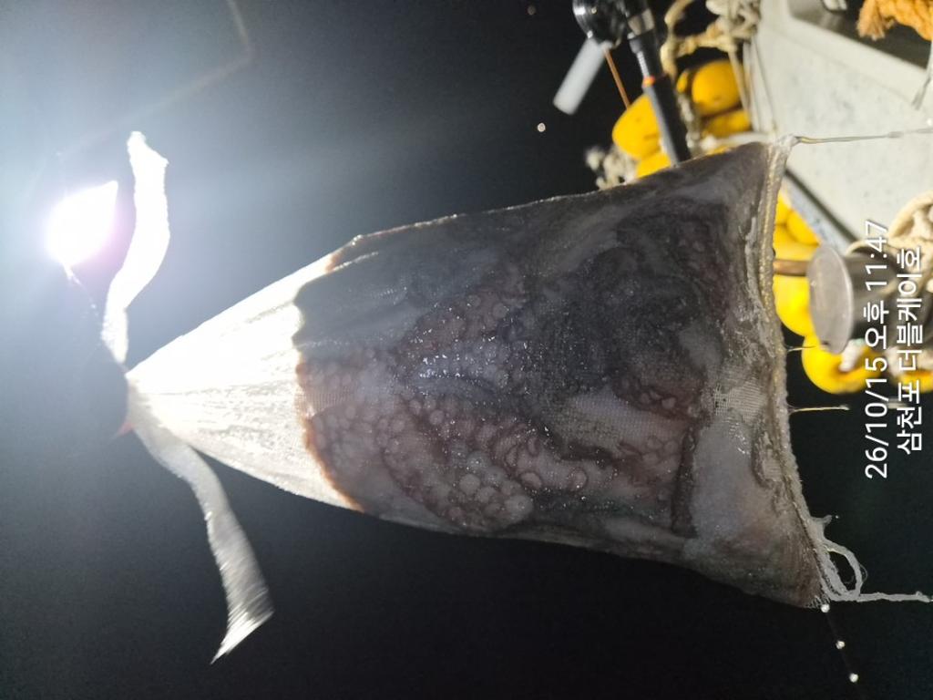 낚시뚜,돌문어,쭈꾸미,삼천포 팔포항,삼천포 더블케이호,낚시뚜18