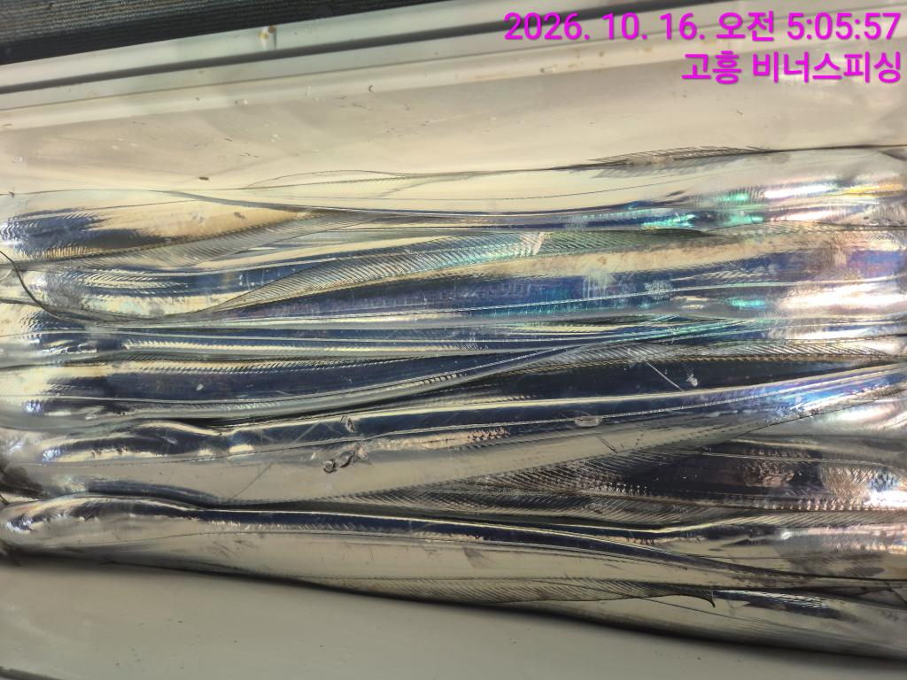 낚시뚜,,녹동항,비너스피싱,낚시뚜16