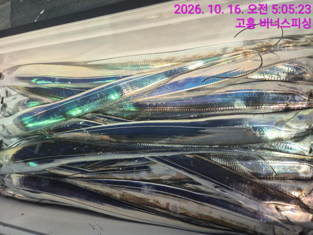낚시뚜,,녹동항,비너스피싱,낚시뚜17