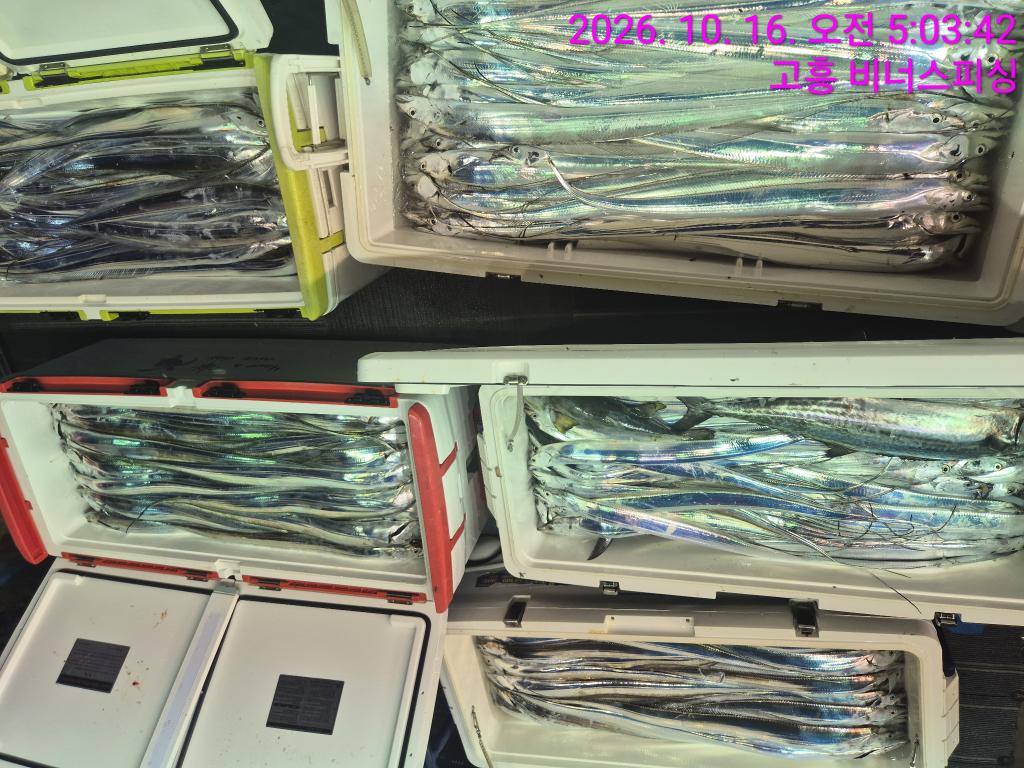 낚시뚜,,녹동항,비너스피싱,낚시뚜21