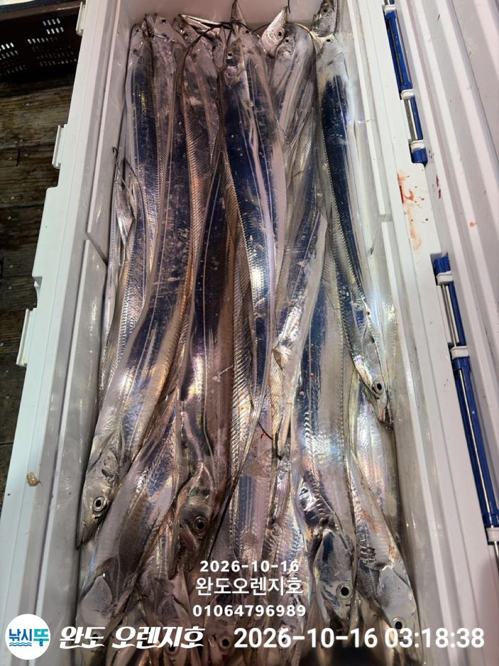 낚시뚜,갈치,완도항,완도 오렌지호,낚시뚜35