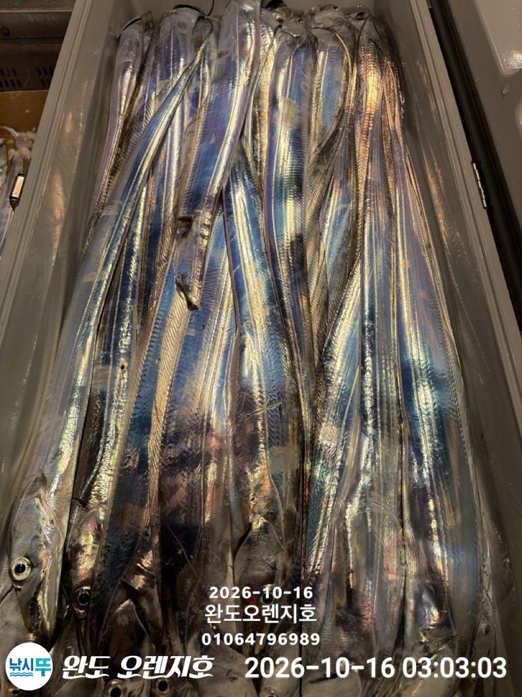 낚시뚜,갈치,완도항,완도 오렌지호,낚시뚜32