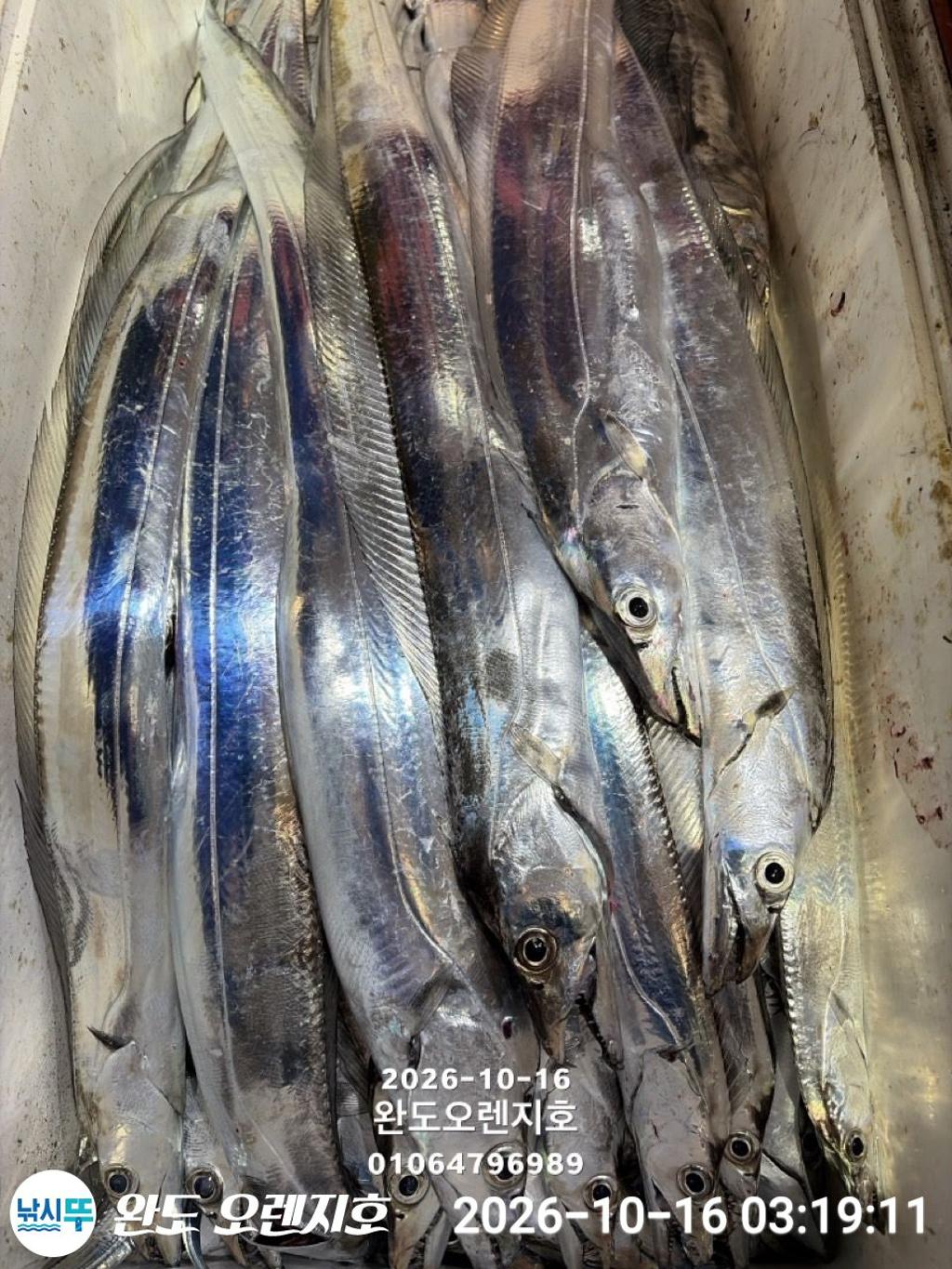 낚시뚜,갈치,완도항,완도 오렌지호,낚시뚜31