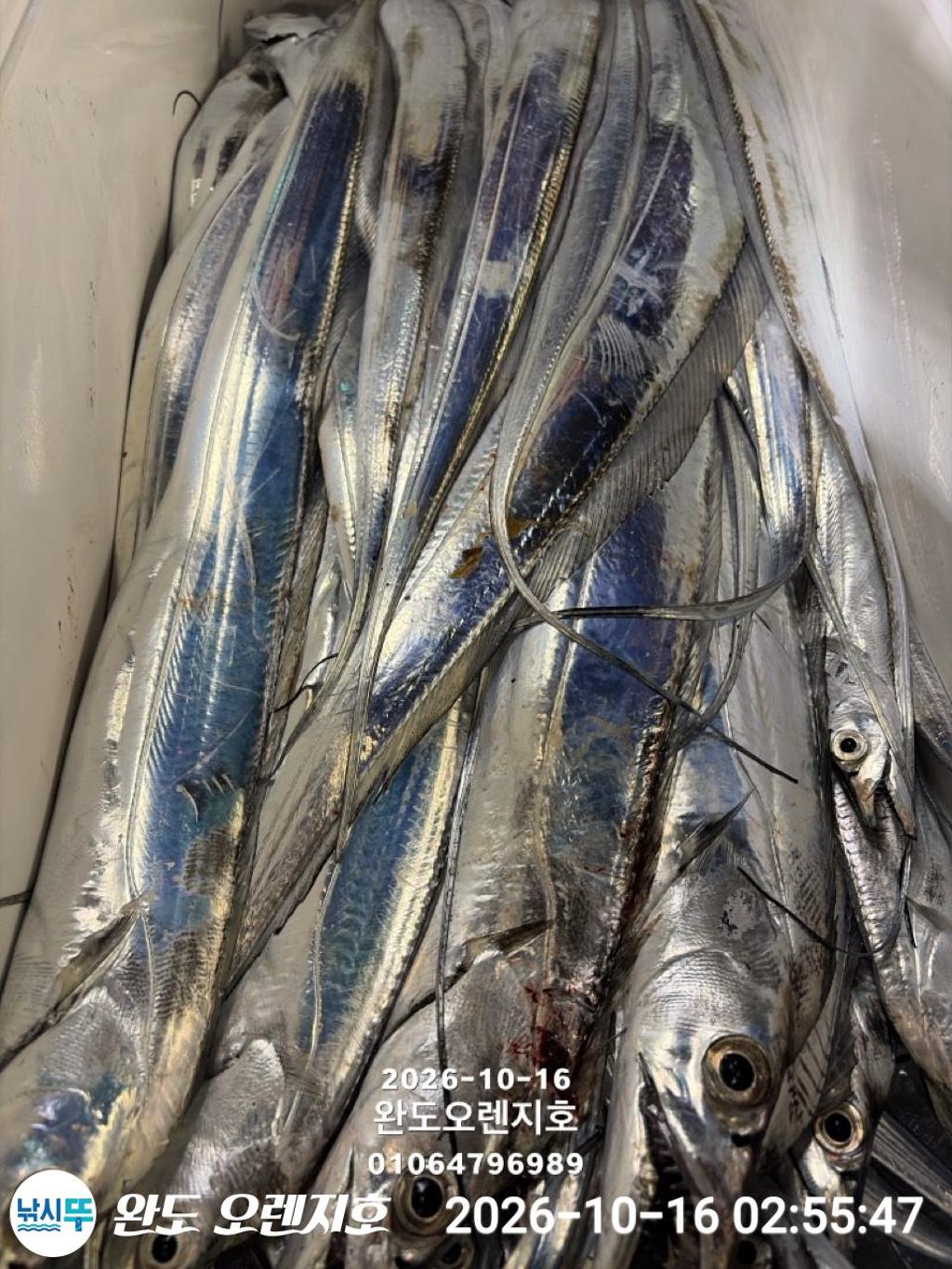 낚시뚜,갈치,완도항,완도 오렌지호,낚시뚜30