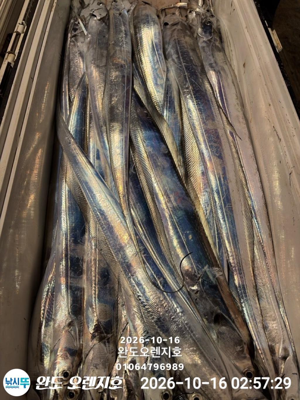 낚시뚜,갈치,완도항,완도 오렌지호,낚시뚜29
