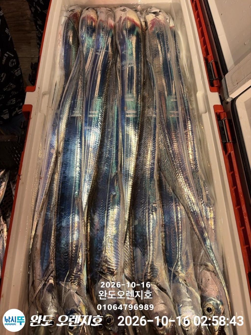 낚시뚜,갈치,완도항,완도 오렌지호,낚시뚜28