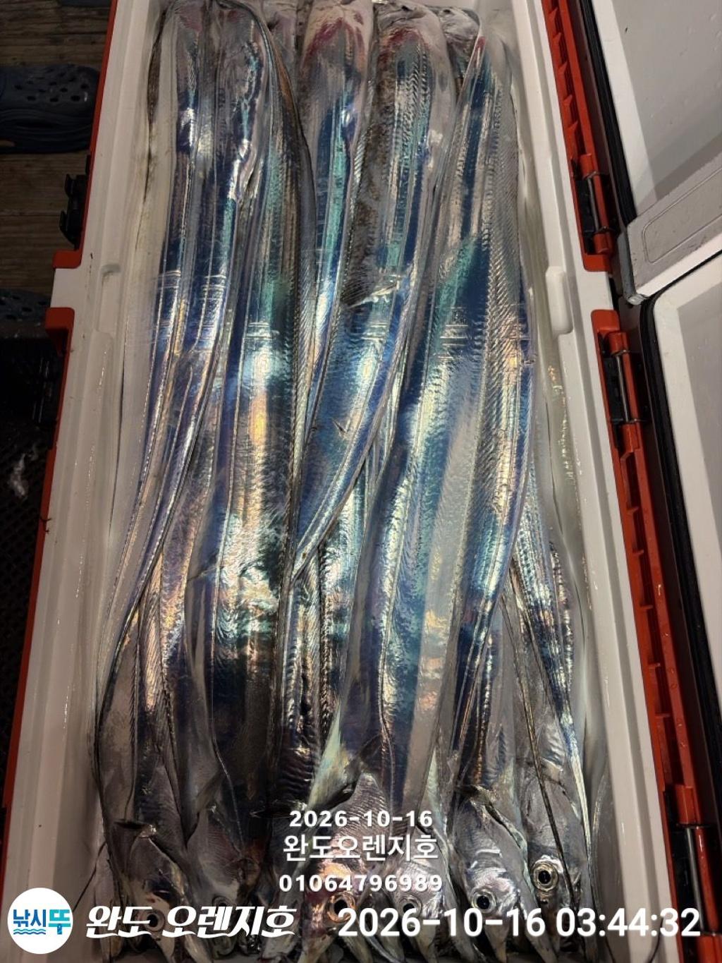 낚시뚜,갈치,완도항,완도 오렌지호,낚시뚜24