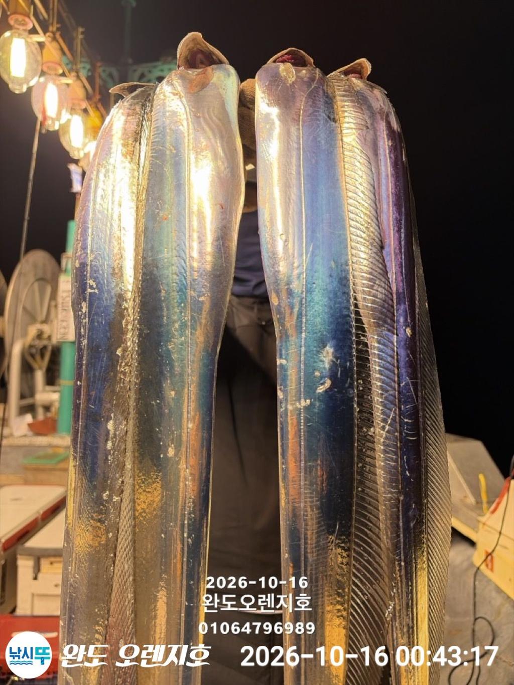 낚시뚜,갈치,완도항,완도 오렌지호,낚시뚜11