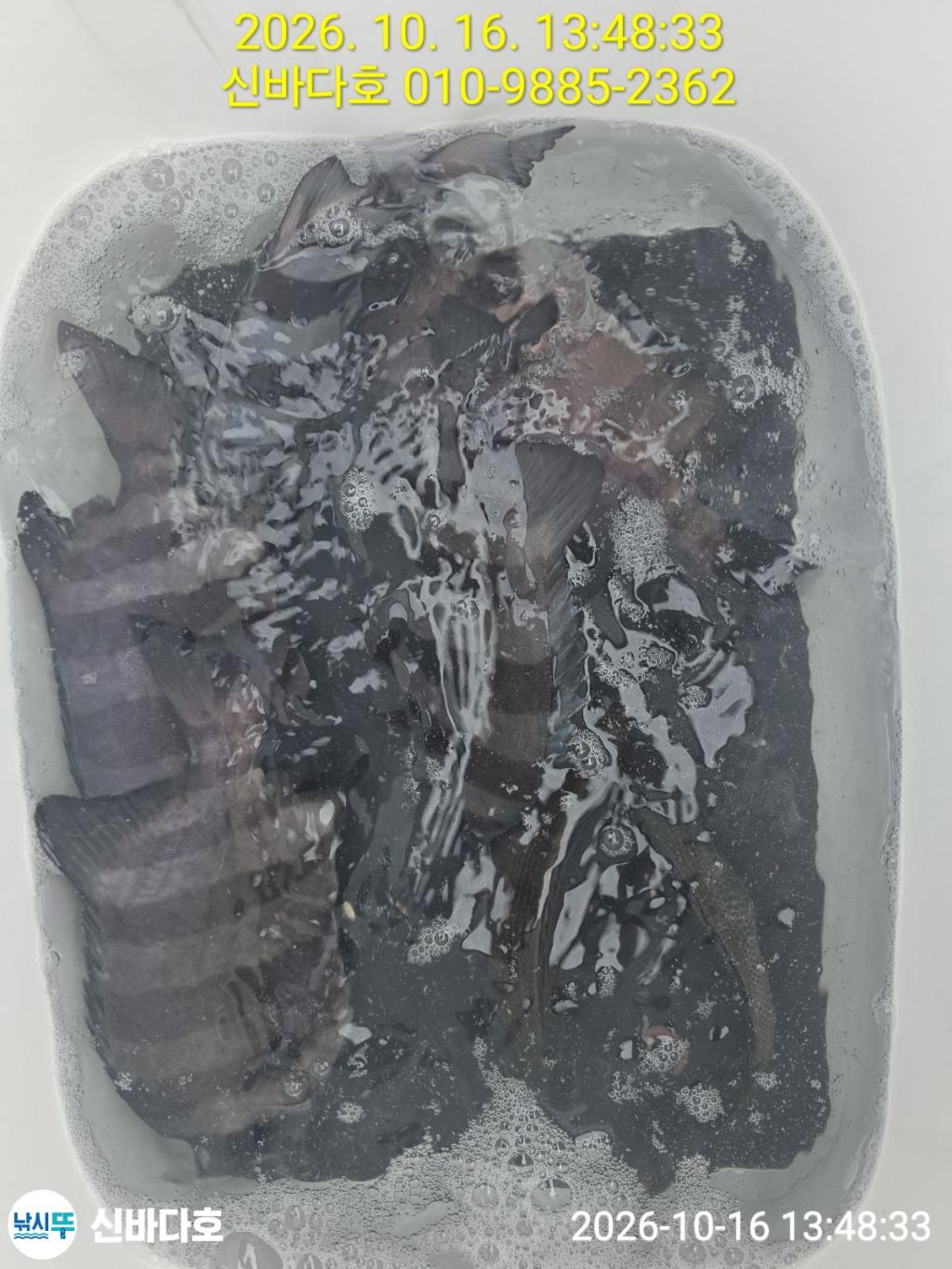 낚시뚜,감성돔,돌돔,해남 어란진항,신바다호,낚시뚜3