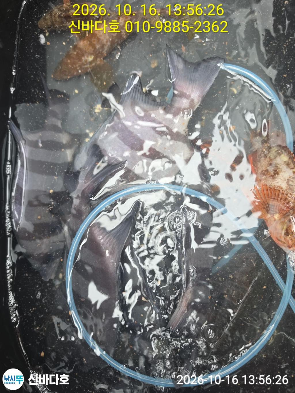 낚시뚜,감성돔,돌돔,해남 어란진항,신바다호,낚시뚜2