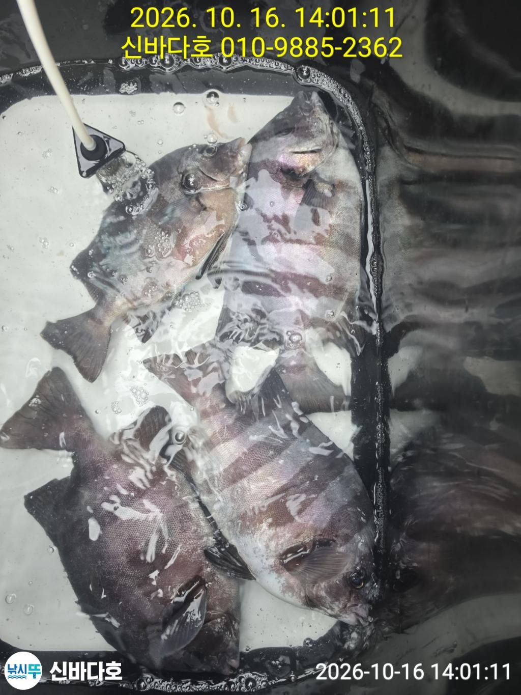 낚시뚜,감성돔,돌돔,해남 어란진항,신바다호,낚시뚜0