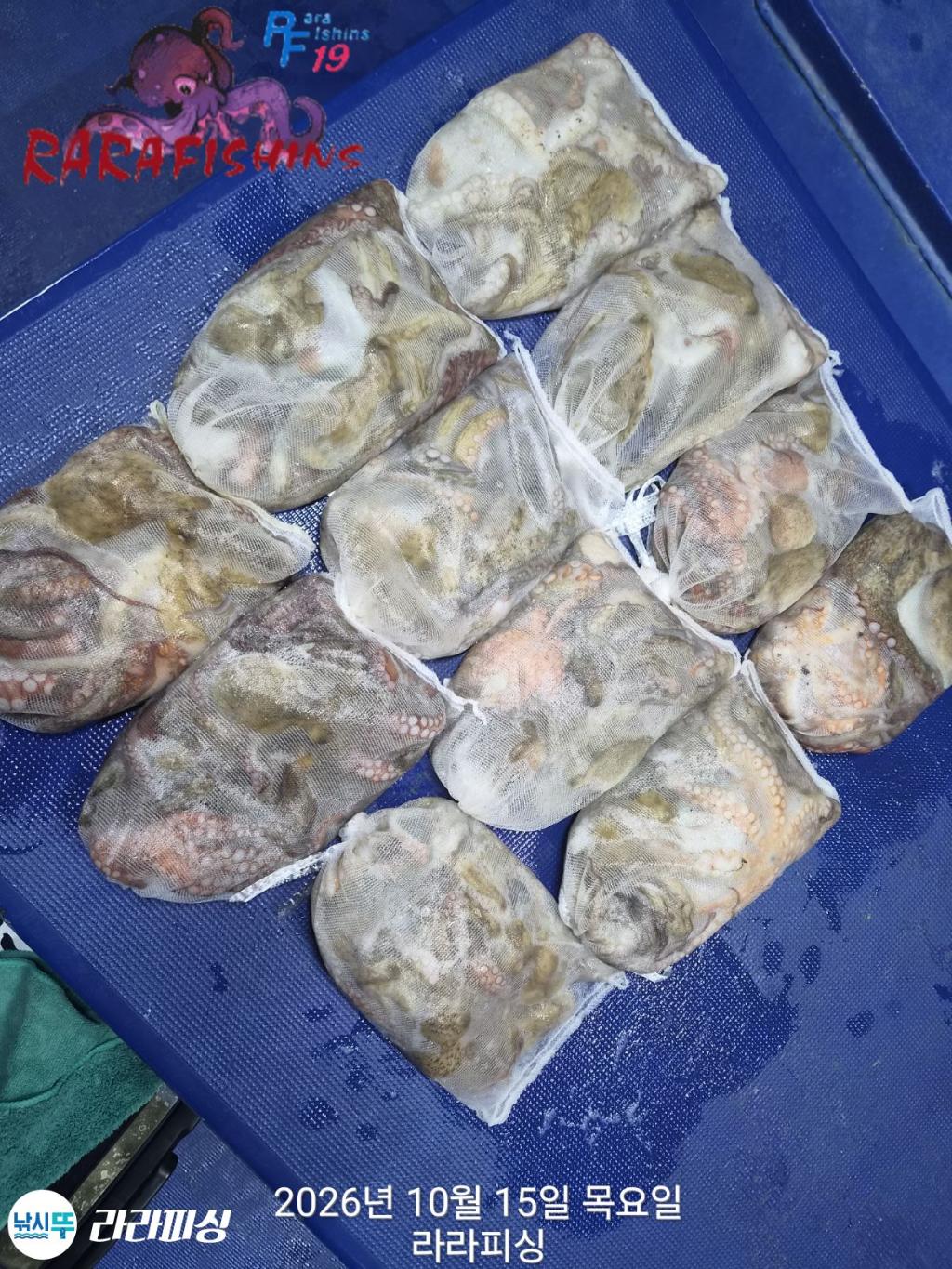 낚시뚜,돌문어,속천항(진해),라라피싱,낚시뚜13