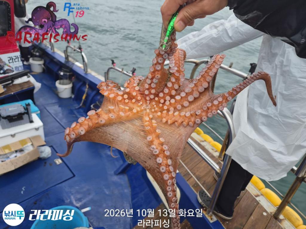 낚시뚜,돌문어,속천항(진해),라라피싱,낚시뚜12