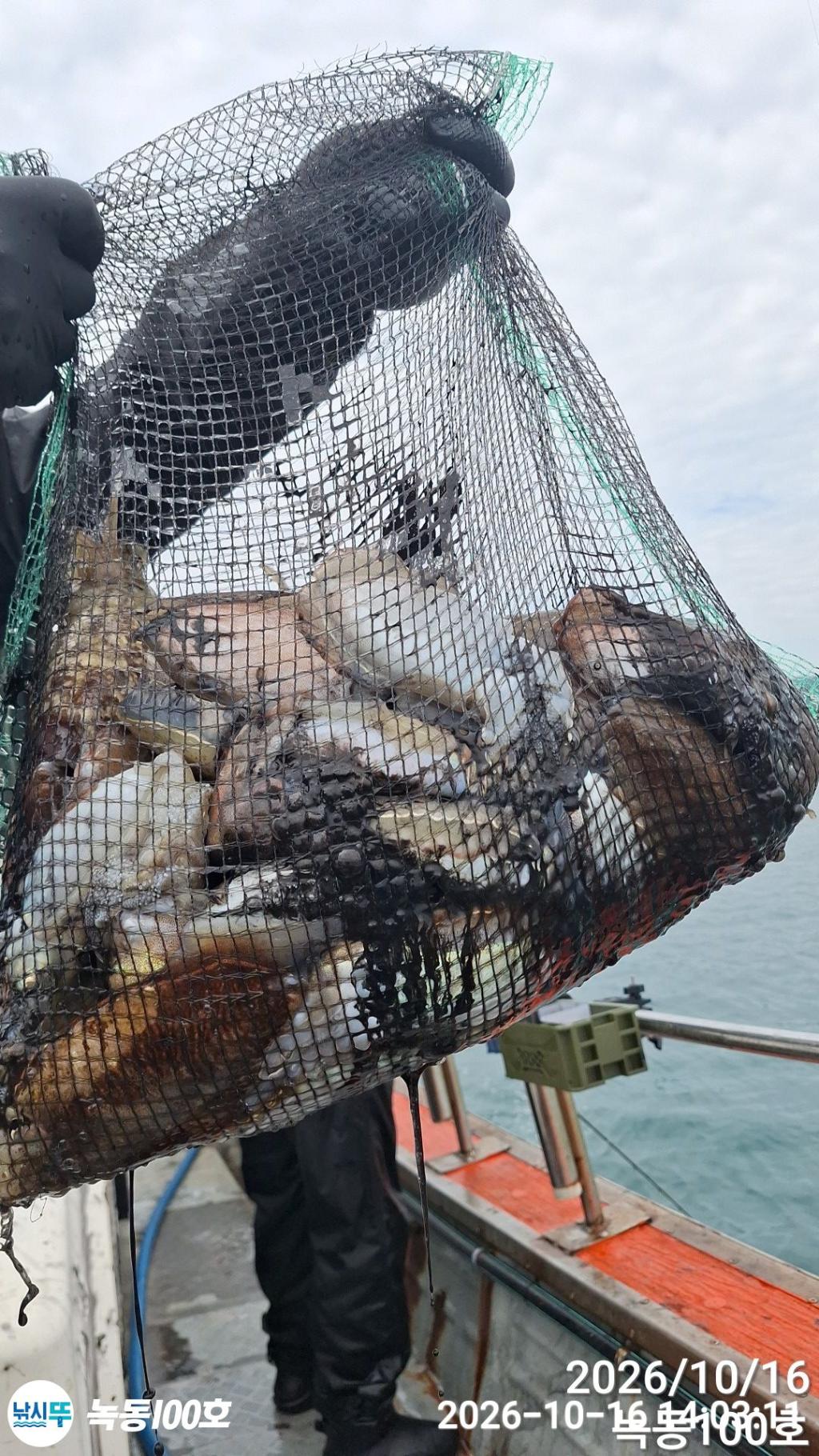 낚시뚜,갑오징어,돌문어,녹동항,녹동100호,낚시뚜0