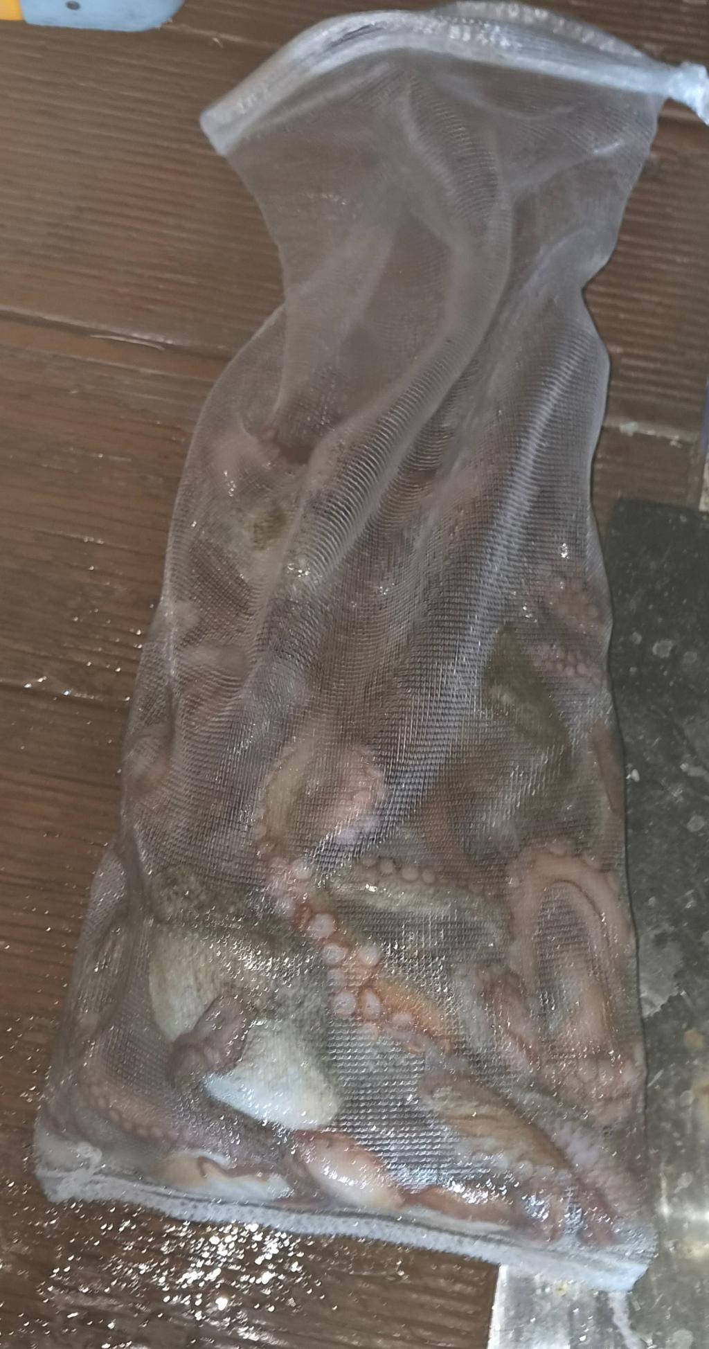 낚시뚜,돌문어,포항여남항,포항포시즌호,낚시뚜12