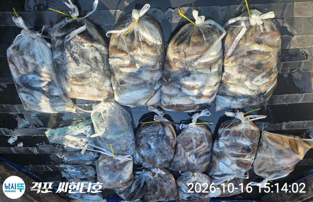 낚시뚜,갑오징어,격포,격포 씨헌터호,낚시뚜12